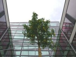  Baum im Grünbereich zwischen den Atrien